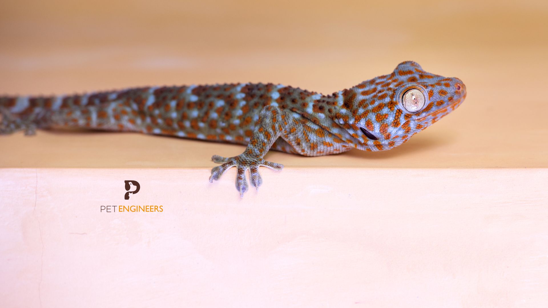 why is my tokay gecko always hiding