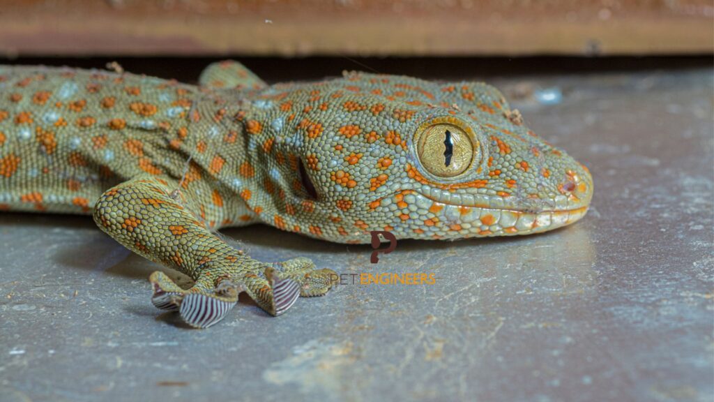 How Did a Tokay Gecko Get Into My House