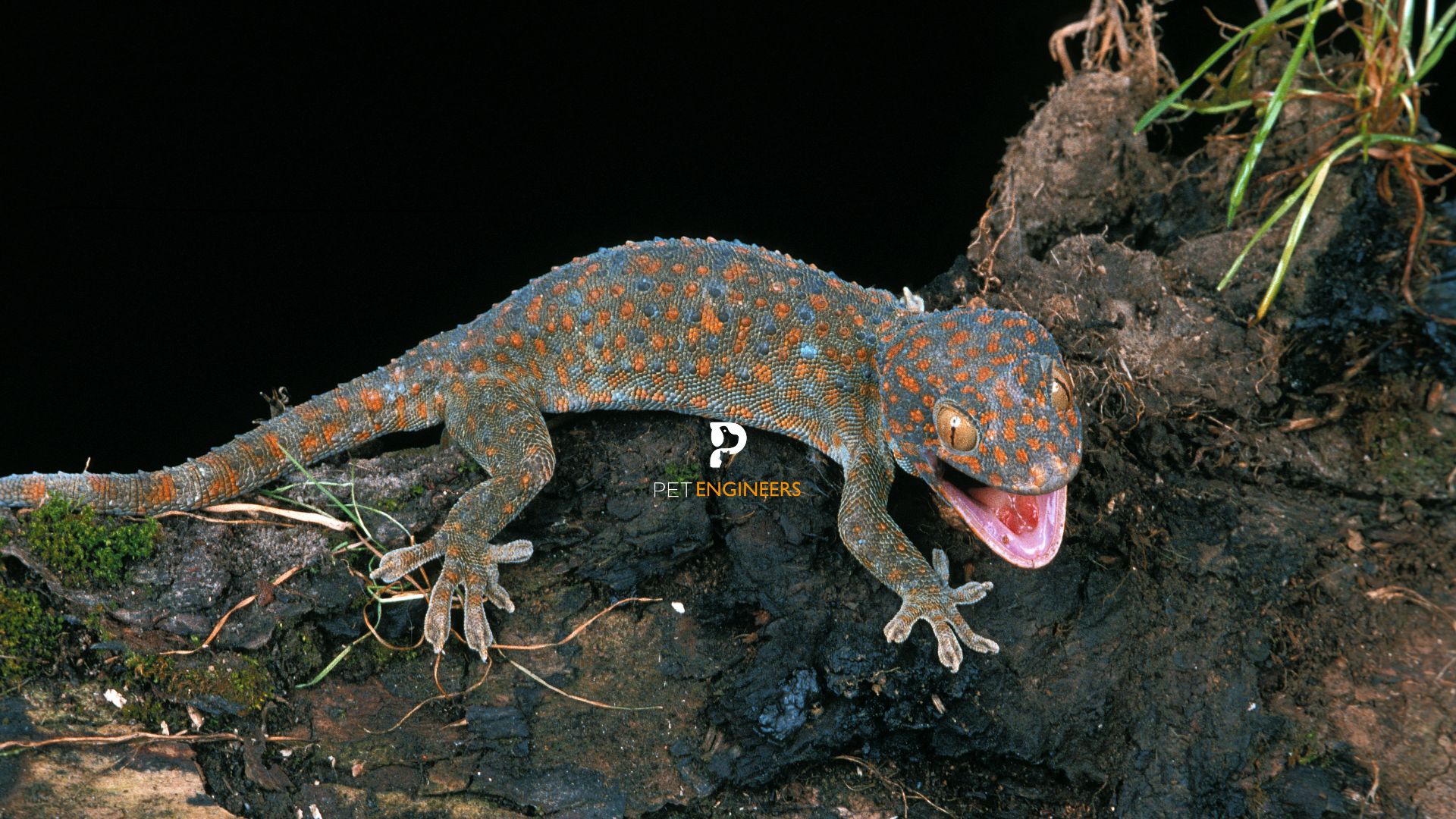 How To Diagnose and Prevent Tokay Gecko Mouth Rot