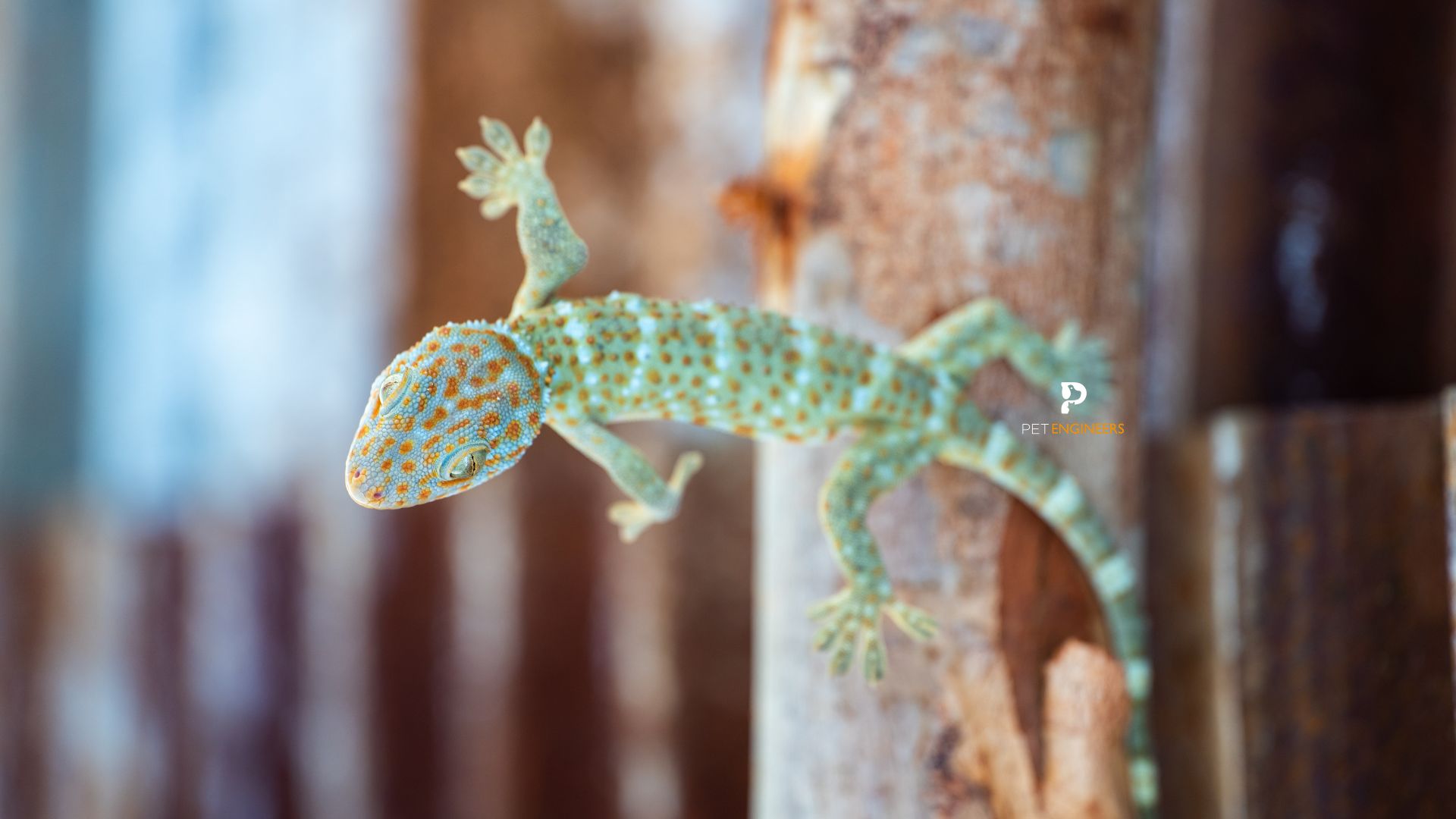 Tokay gecko on wood