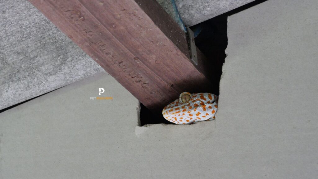 Why Did a Tokay Gecko Enter My House?