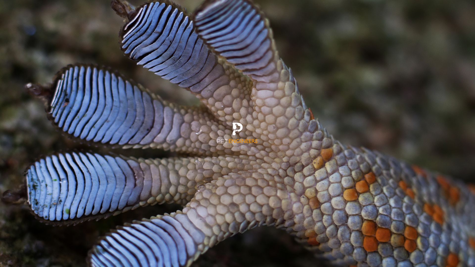 Why Your Tokay Gecko Is Not Sticking to Glass