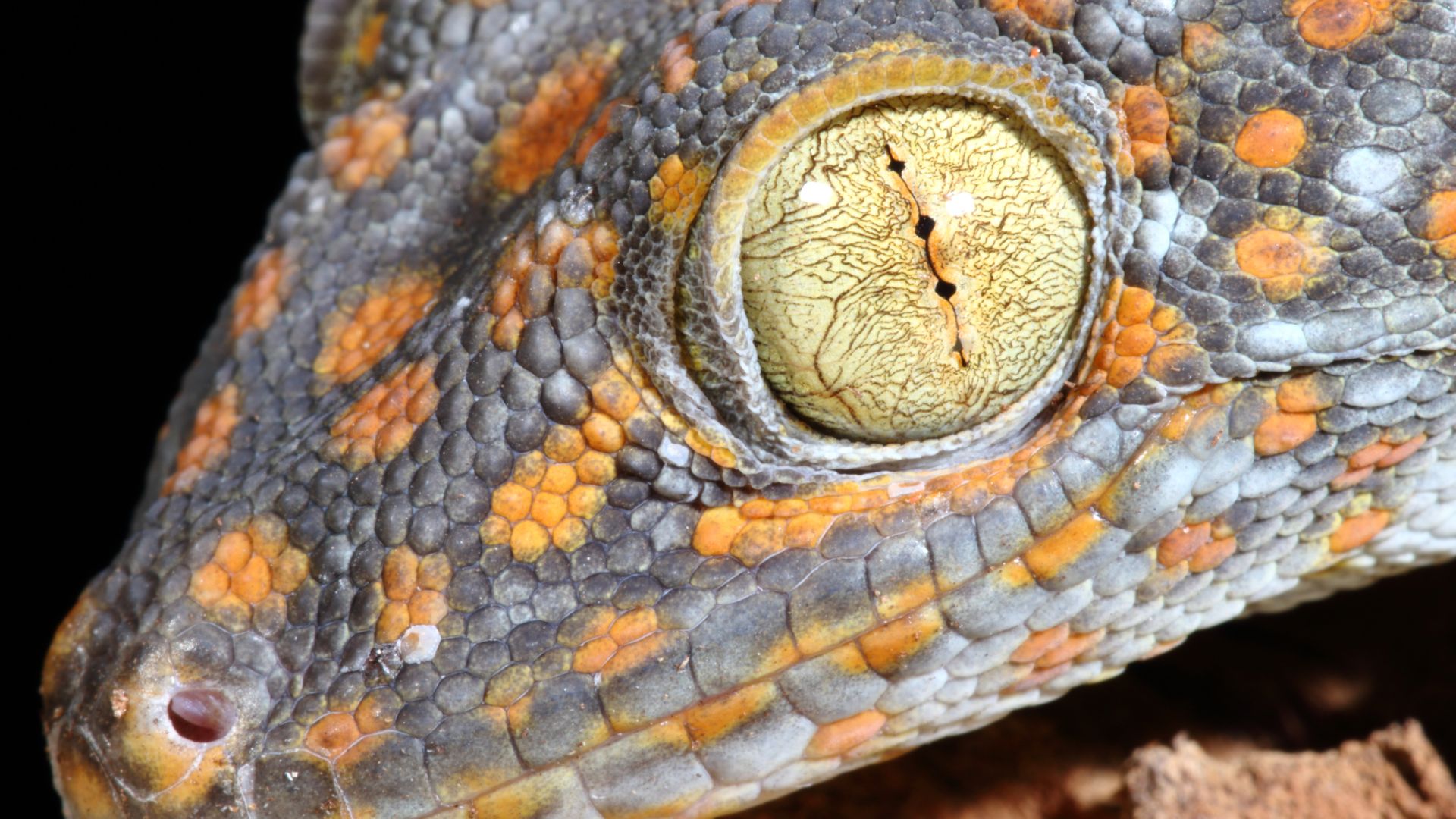 Tokay Gecko Eye Issues And Infections Treatment and Prevention Pet