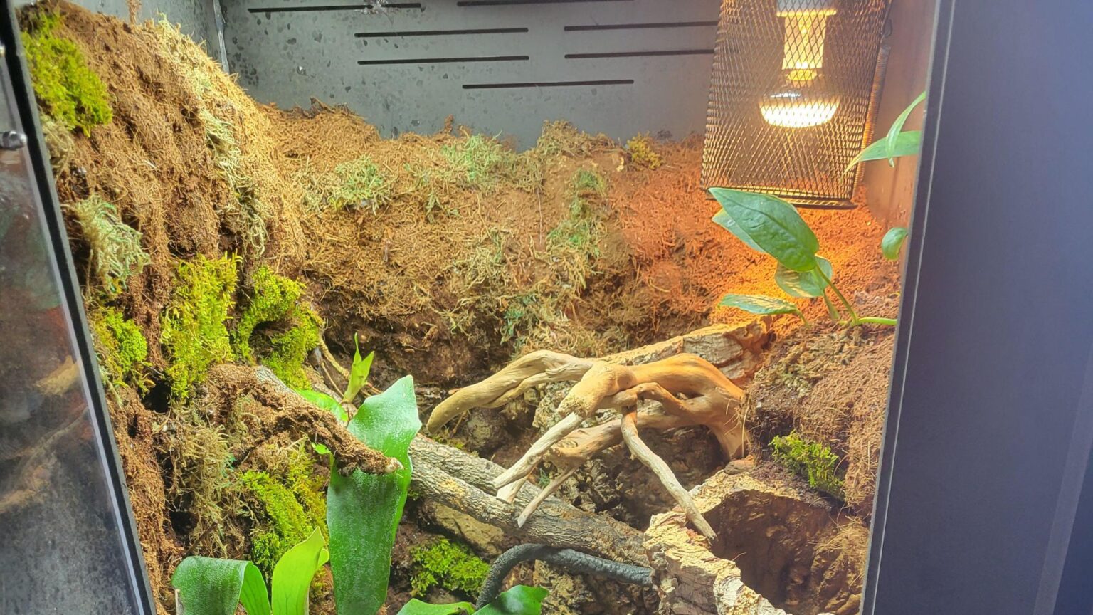 Tokay Gecko Lighting Your Guide For 2024 Pet Engineers