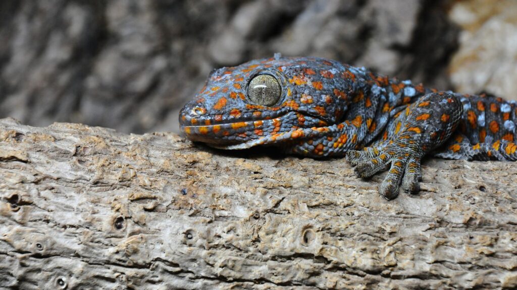 tokay gecko basking