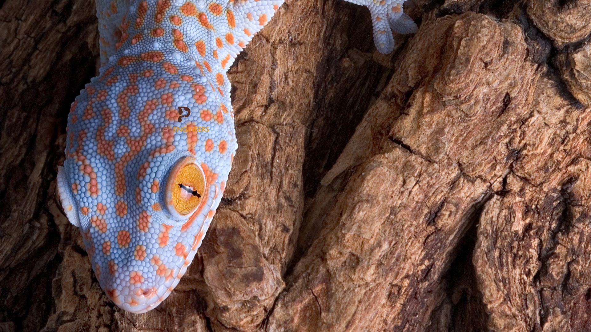 tokay gecko impaction