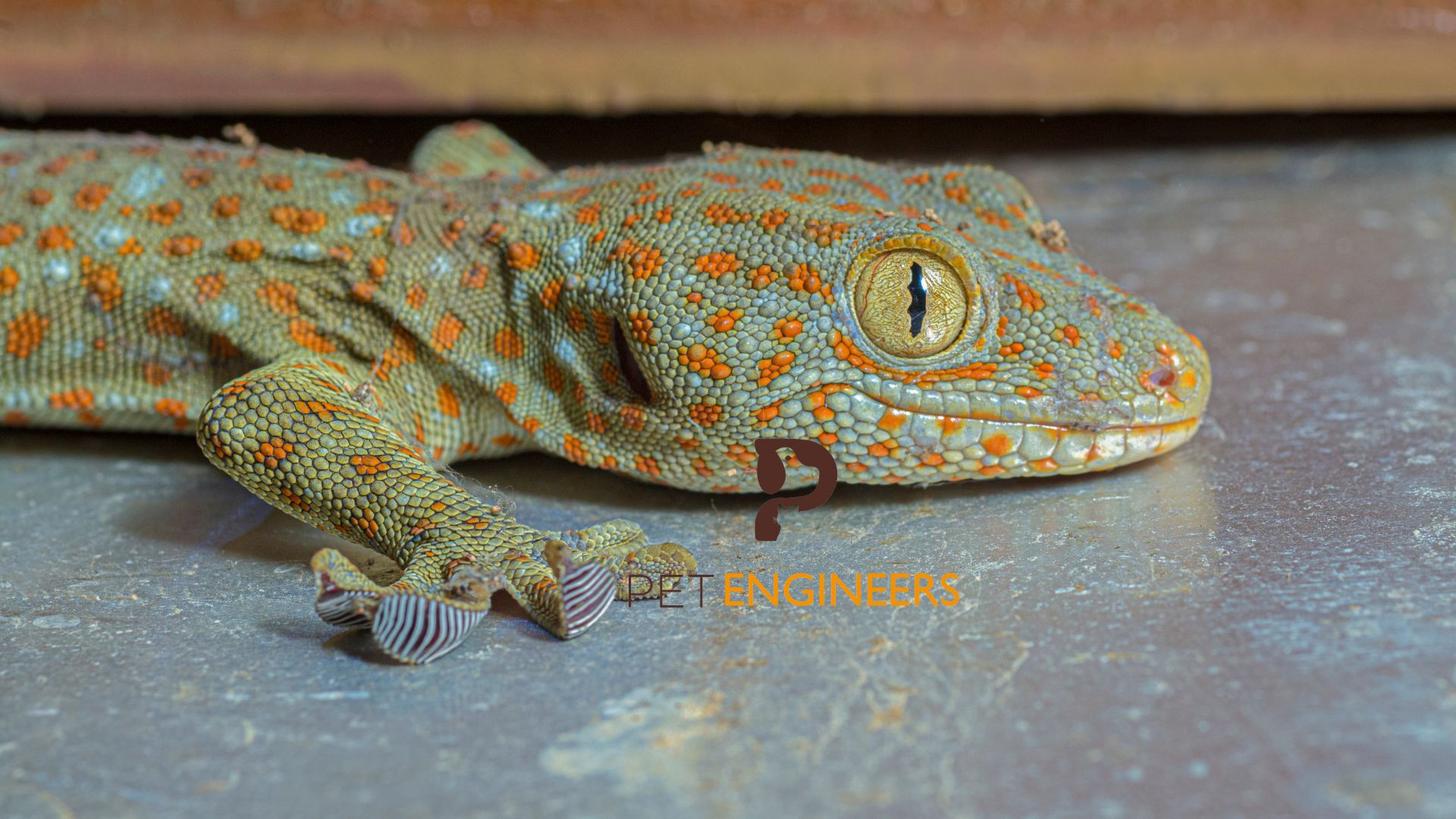 tokay gecko sleeping