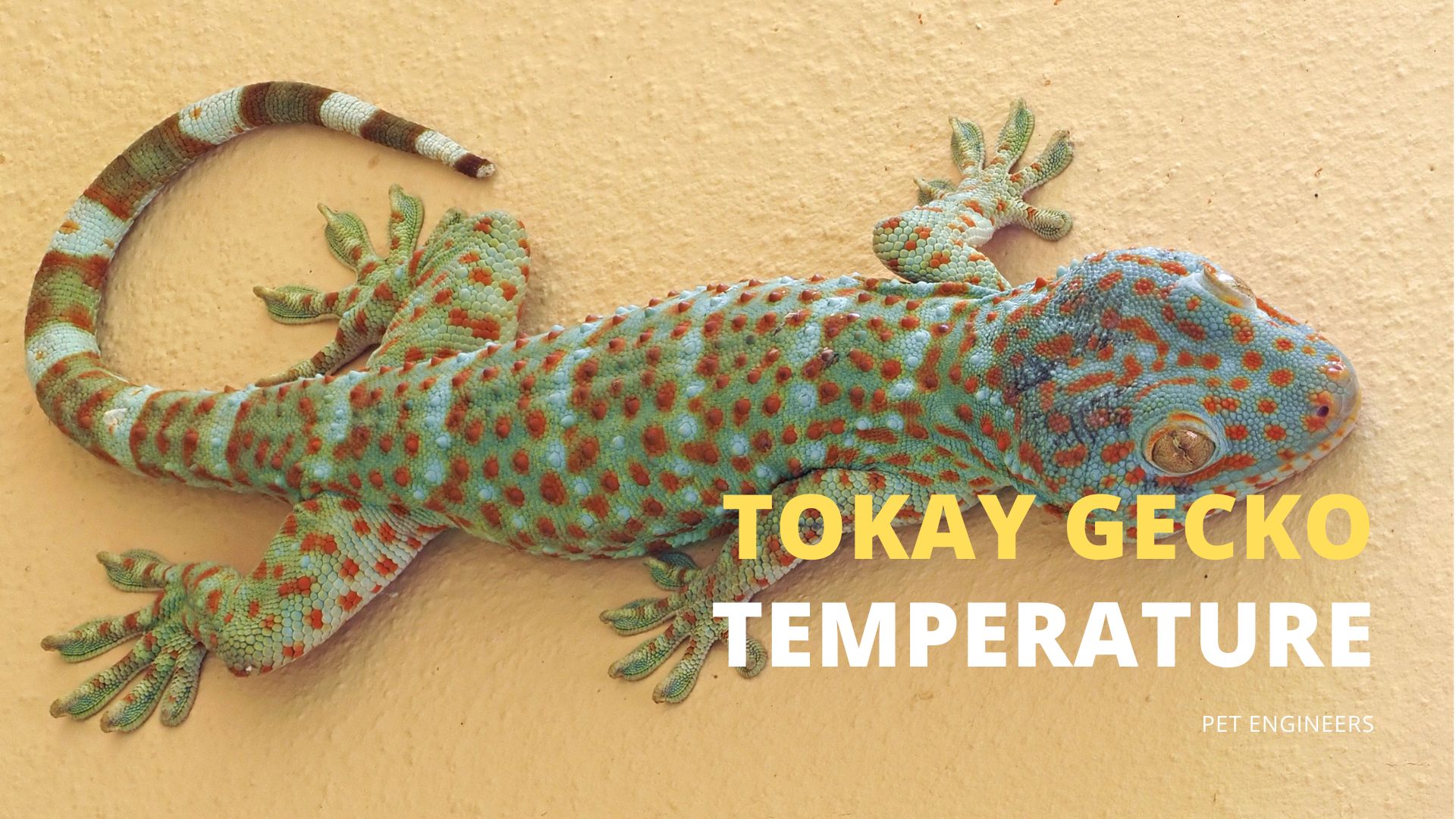 tokay gecko temperature