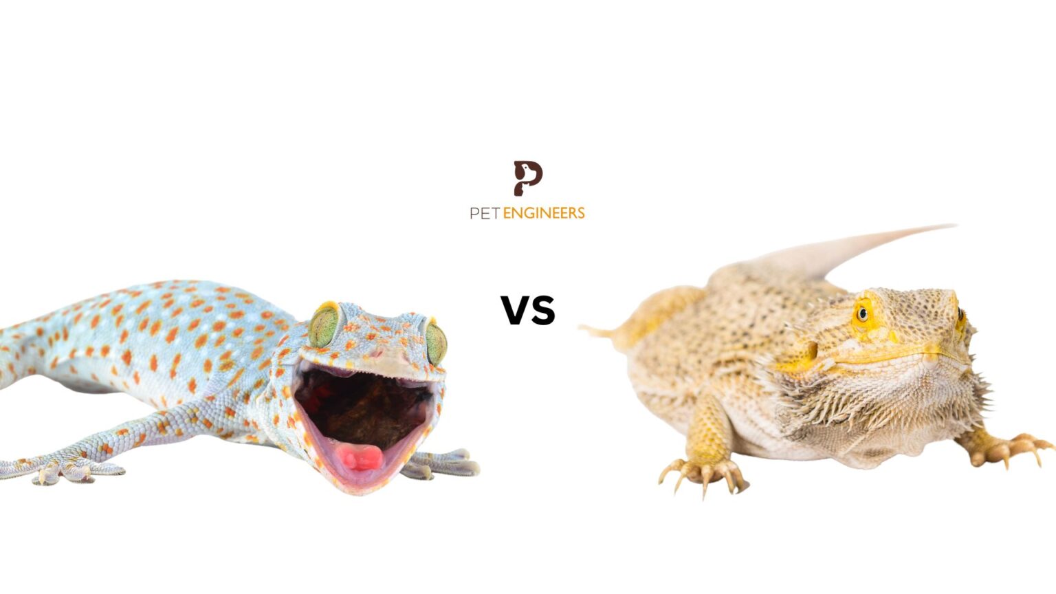 Tokay Gecko vs Bearded Dragon Which is Better as a Pet in 2024? Pet