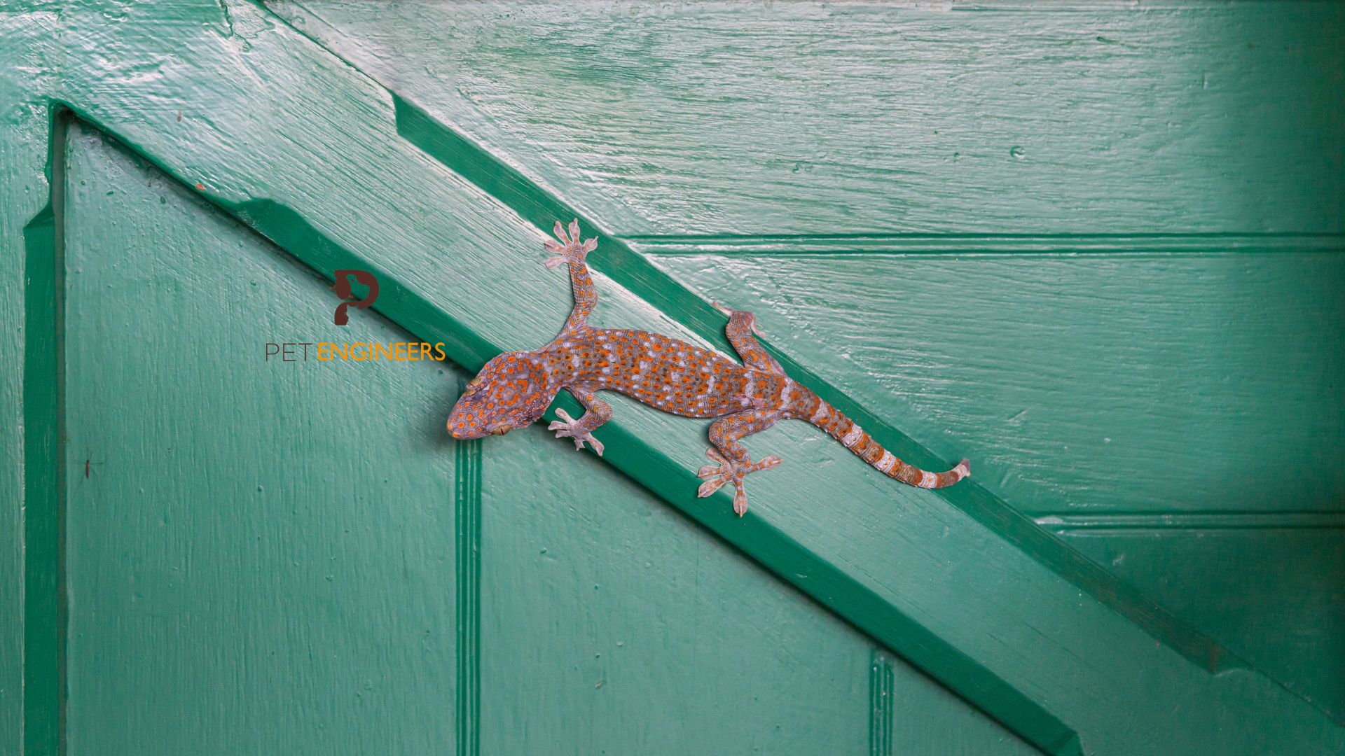 toxic to tokay geckos