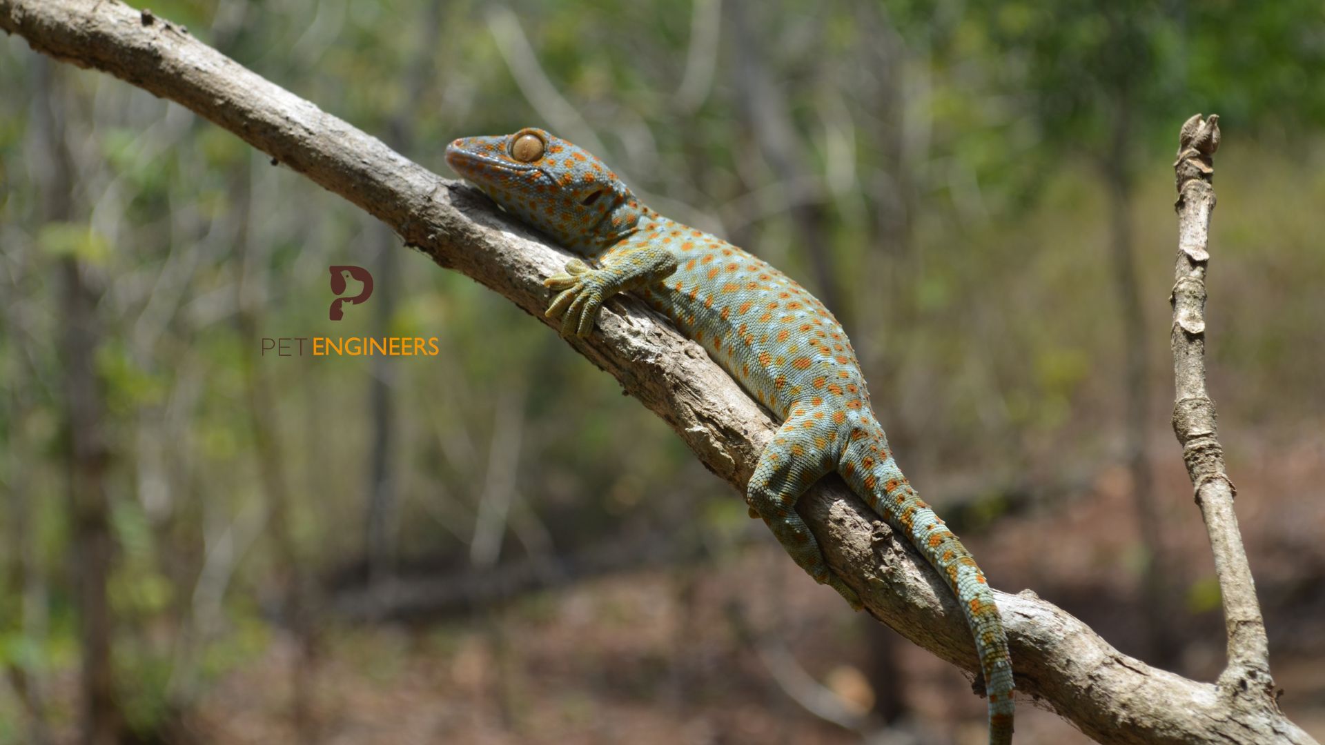 why did your tokay gecko