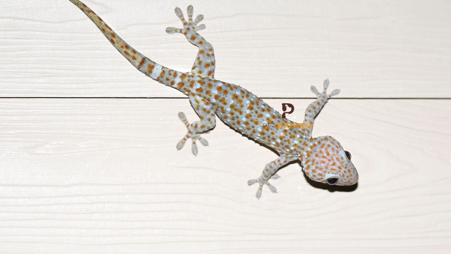 6 Best Lighting For Crested Geckos (LED, UVA, UVB, and UVC) 2023 Pet