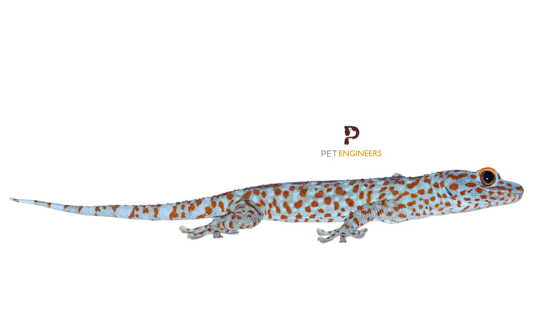 why your tokay gecko is not moving