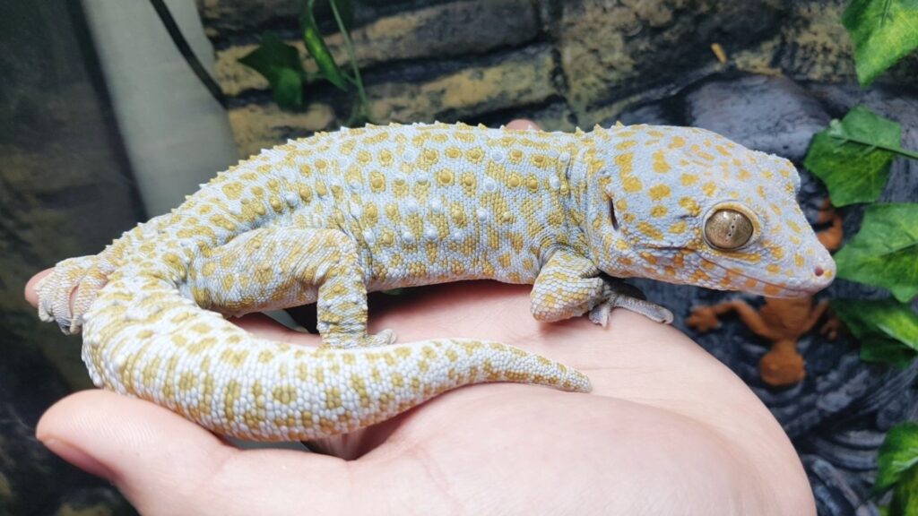 Yellow Spot Normal Tokay Gecko