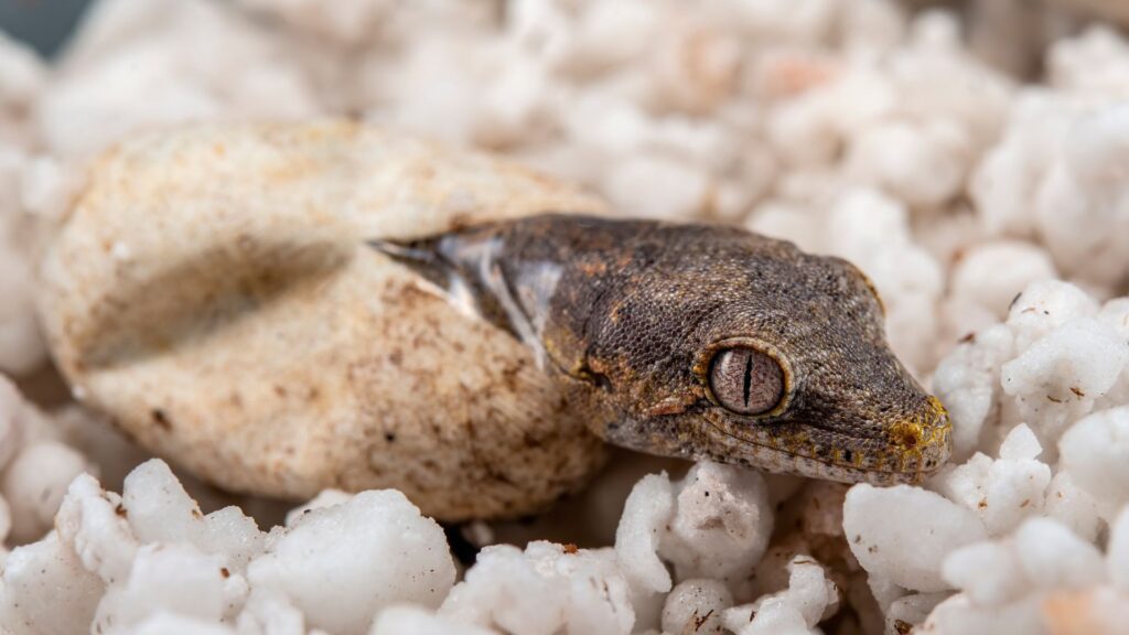 baby gargoyle gecko