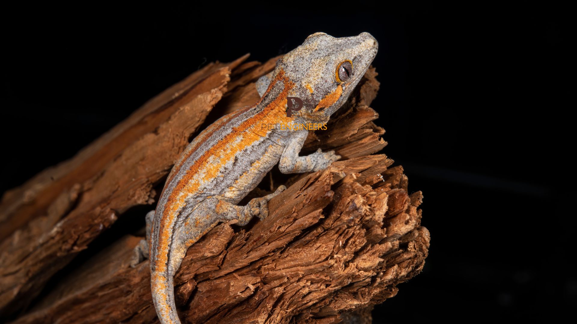 can gargoyle geckos eat wax worms