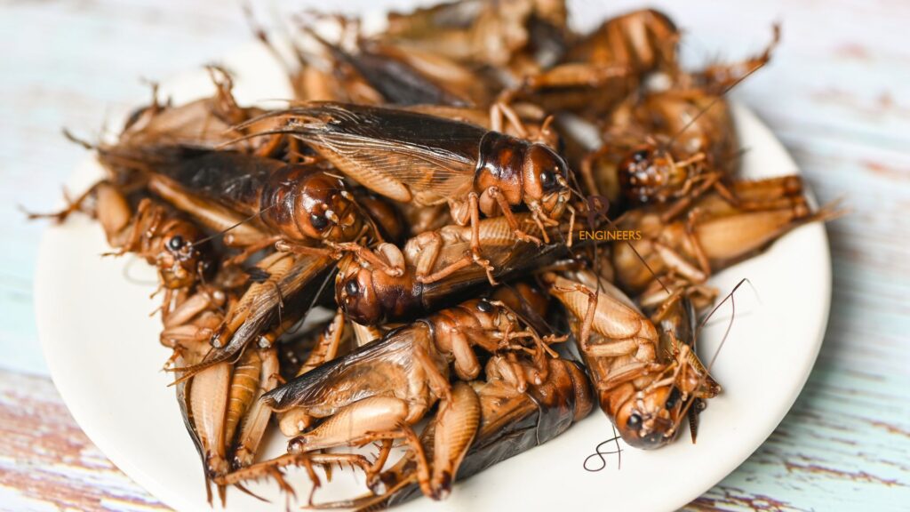 crickets
