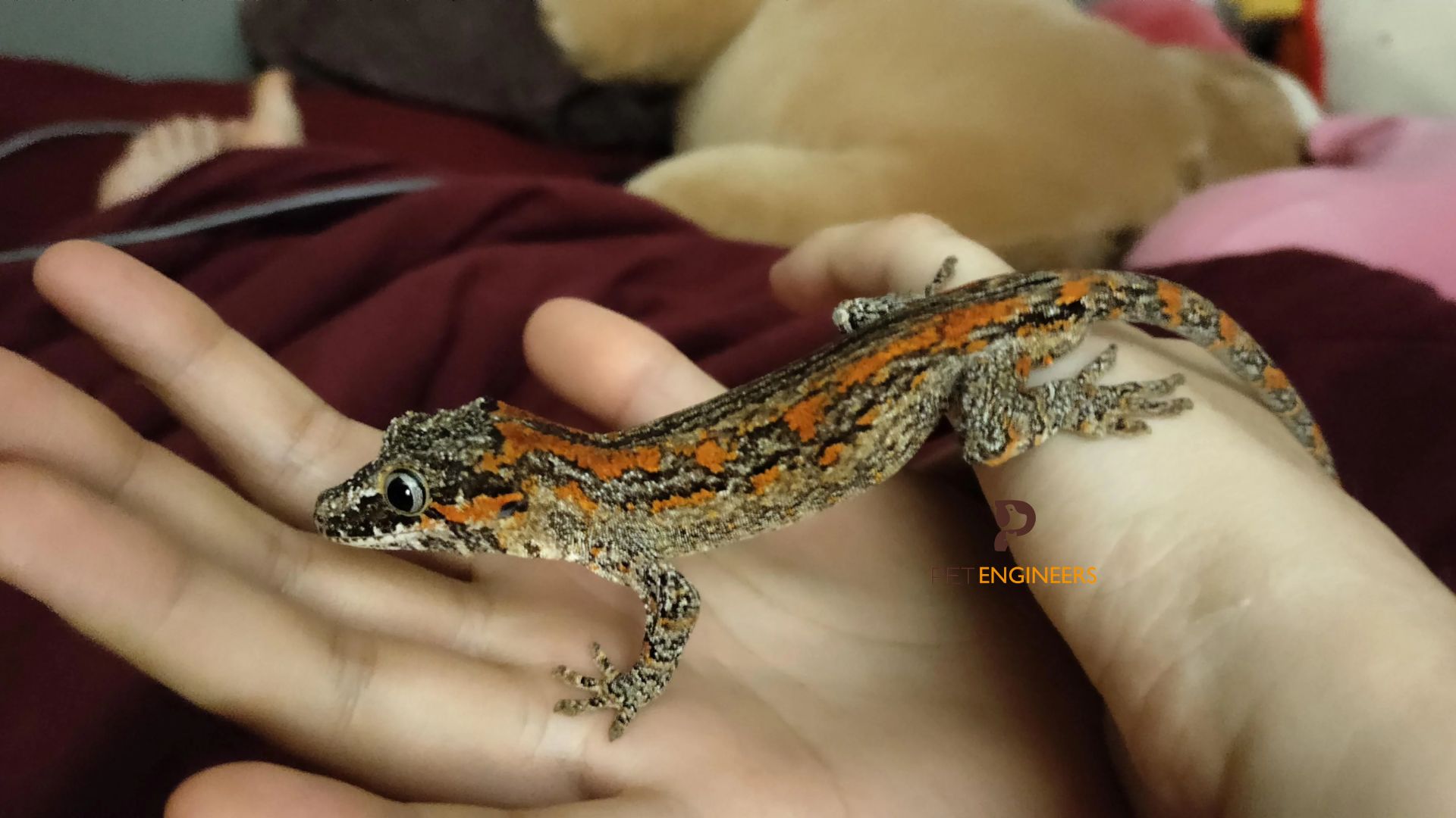 do gargoyle geckos need water