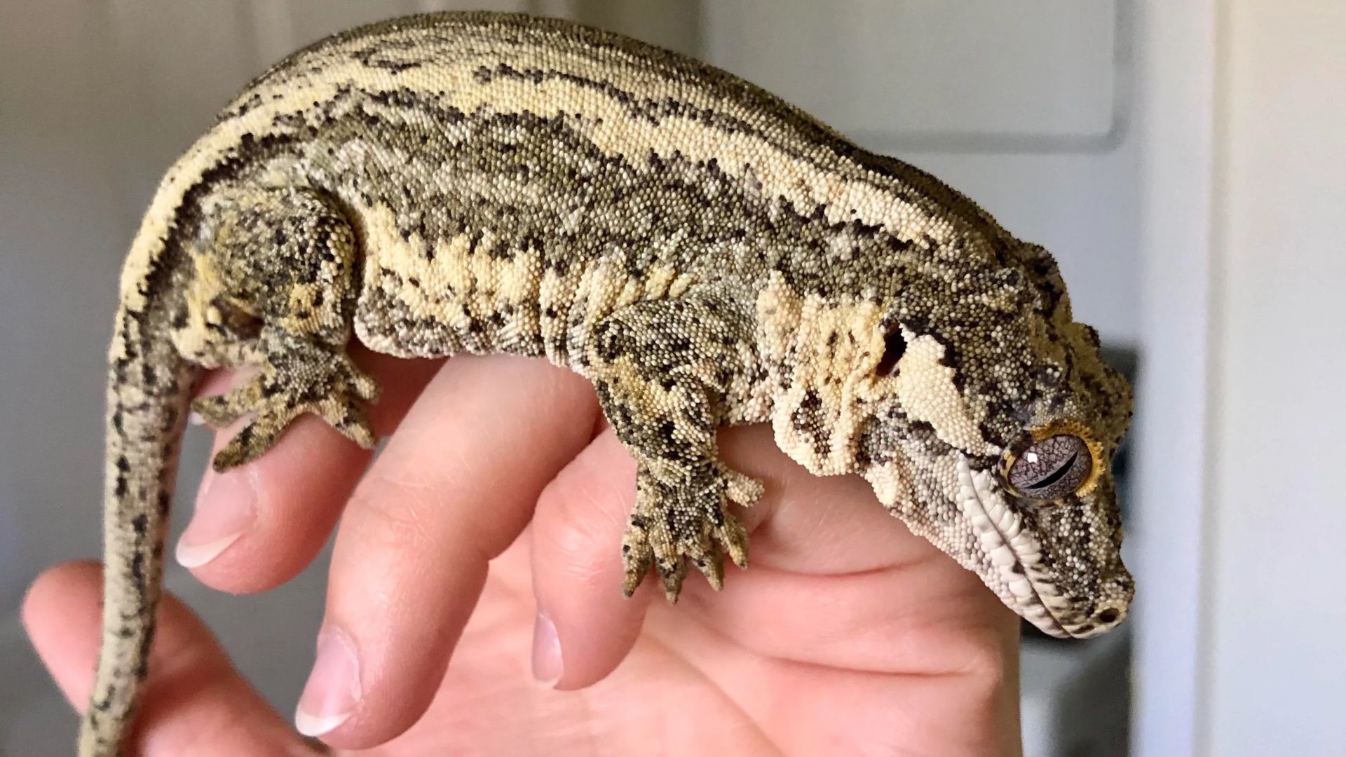 Fat Gargoyle Gecko Your Guide For 2025 Pet Engineers