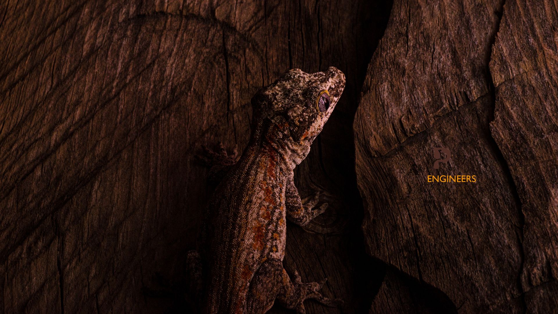 fruit feed guide for gargoyle geckos