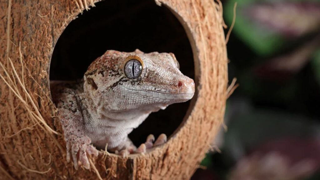 gargoyle gecko hiding
