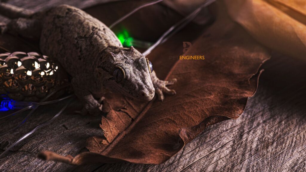 gargoyle gecko in leaves