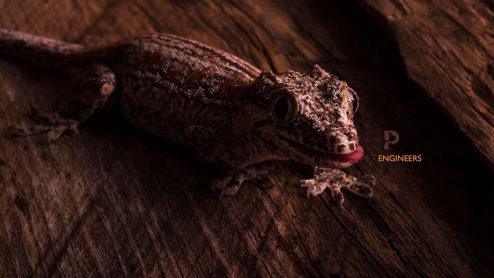 What Insects Do Gargoyle Geckos Eat? Pet Engineers