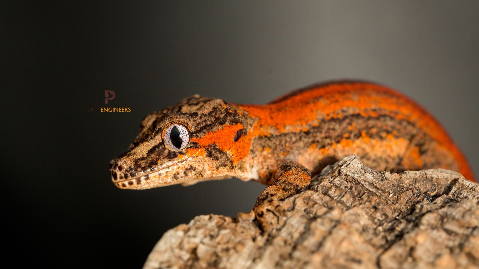gargoyle gecko not eaating