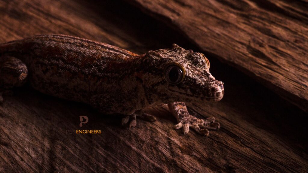 juvenile gargoyle gecko