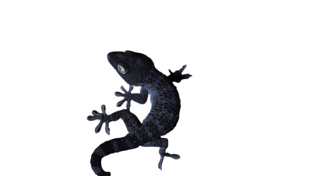 melanistic tokay gecko