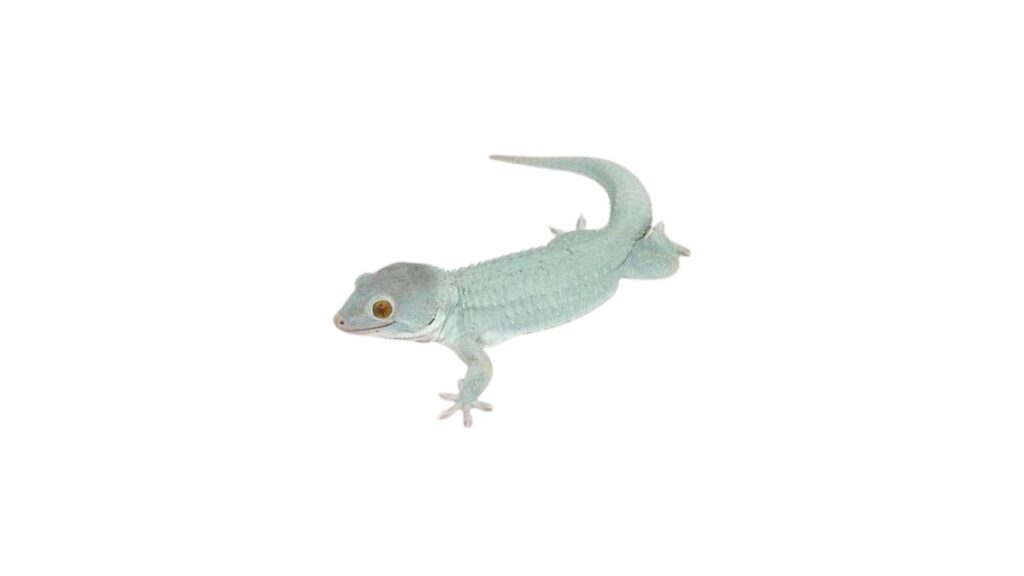 powder blue tokay gecko