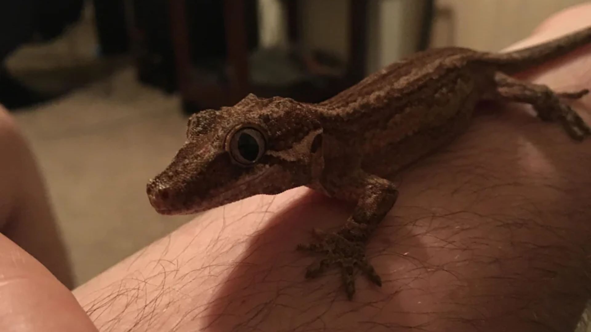 underweight gargoyle gecko