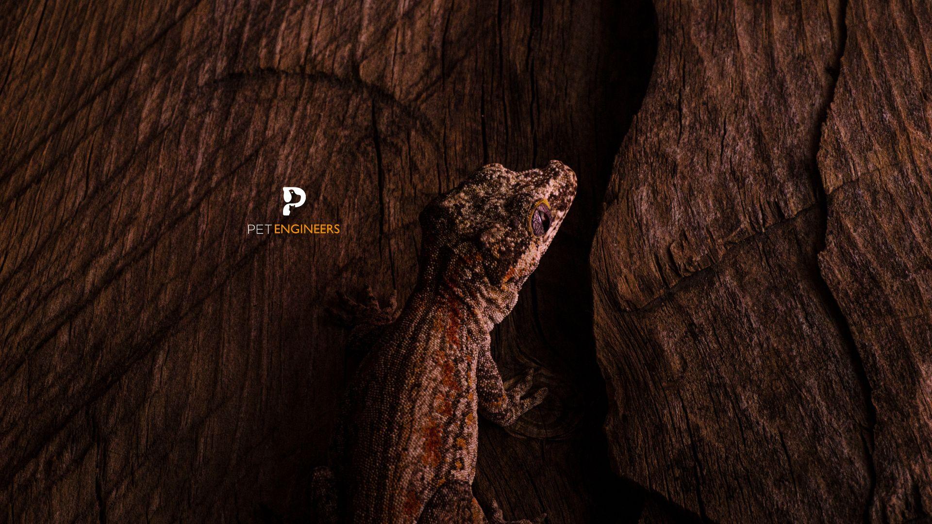 can gargoyle geckos eat mealworms