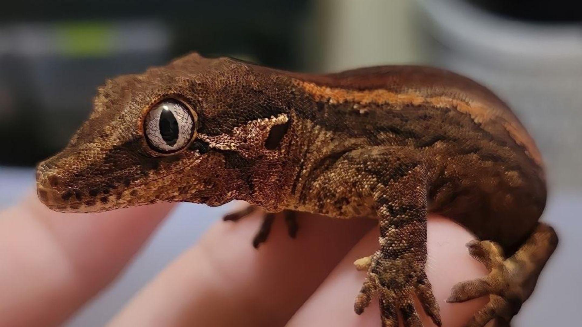 are gargoyle gecko arboreal