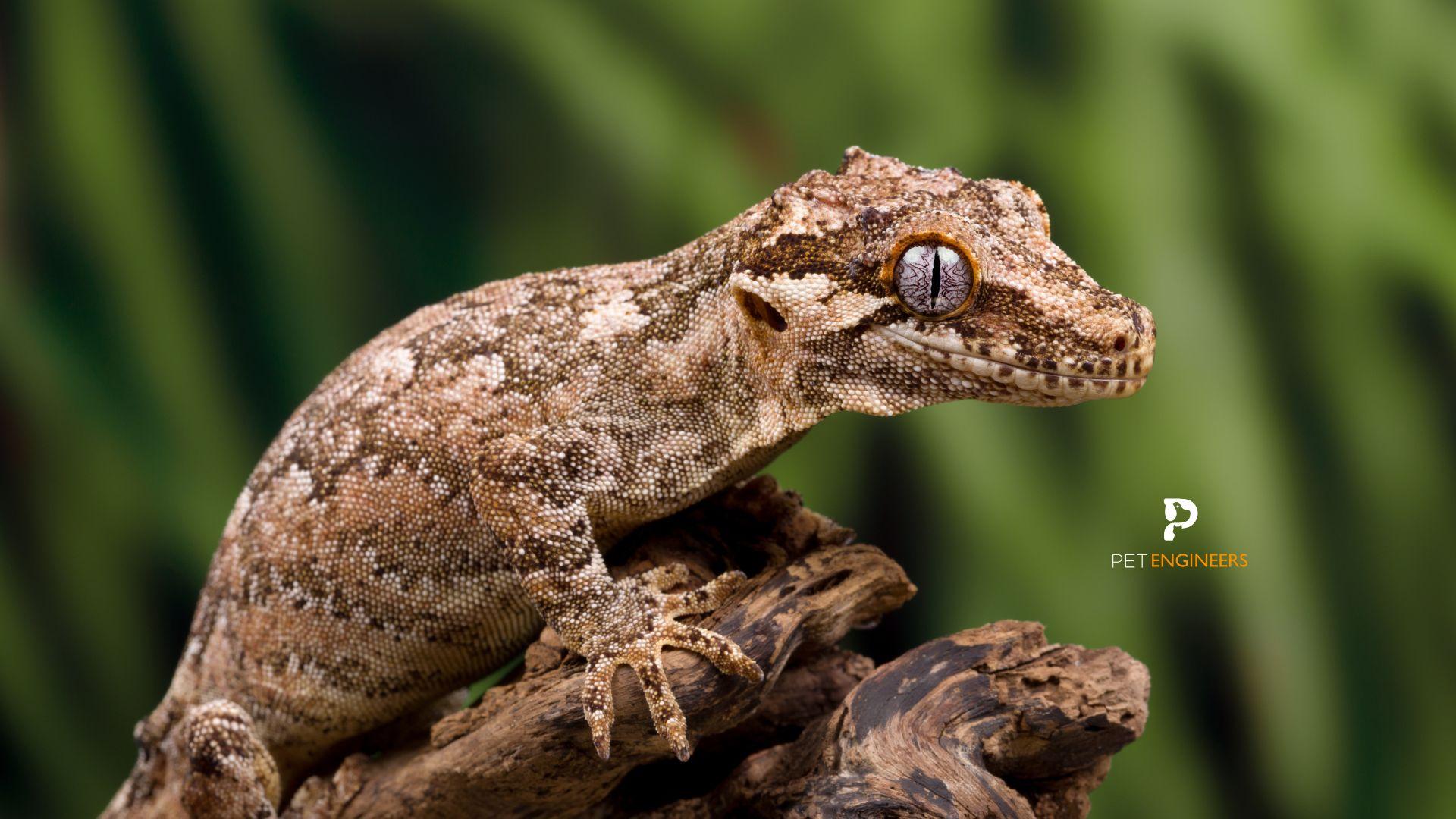 are gargoyle geckos friendly