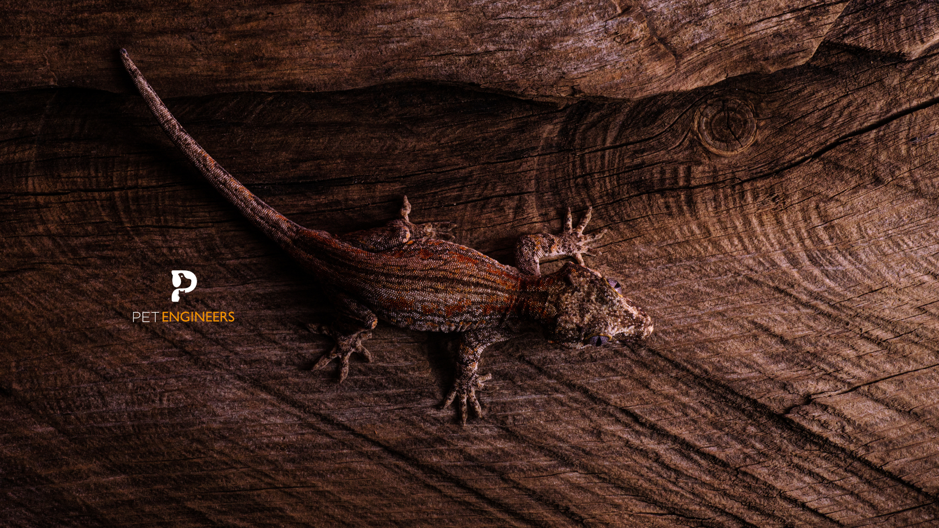 are gargoyle geckos good pets