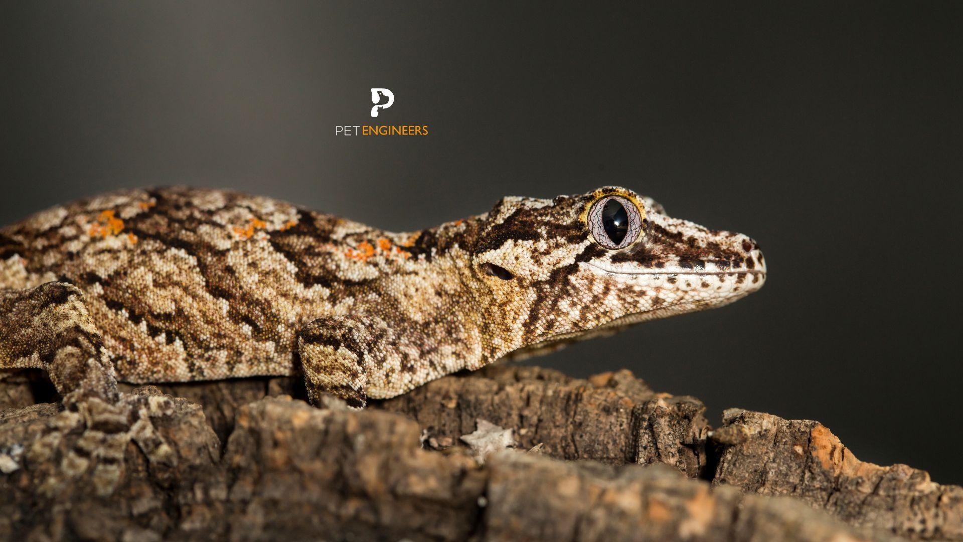 can gargoyle geckos change color