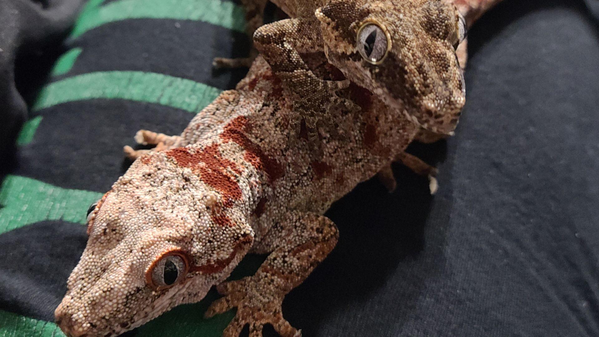 can gargoyle geckos live together