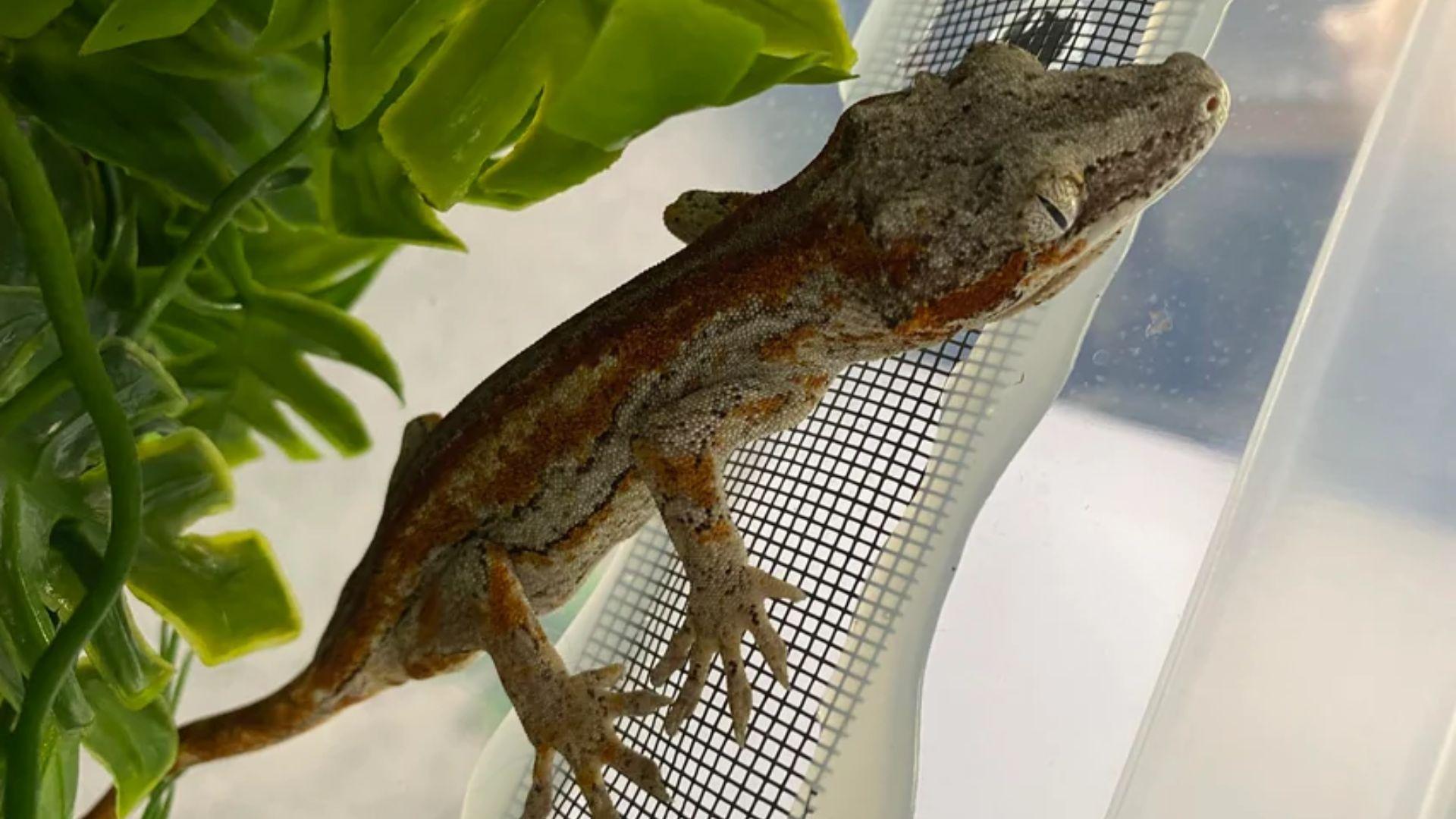 do gargoyle geckos need uvb lighting