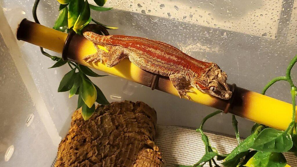 docile gargoyle gecko