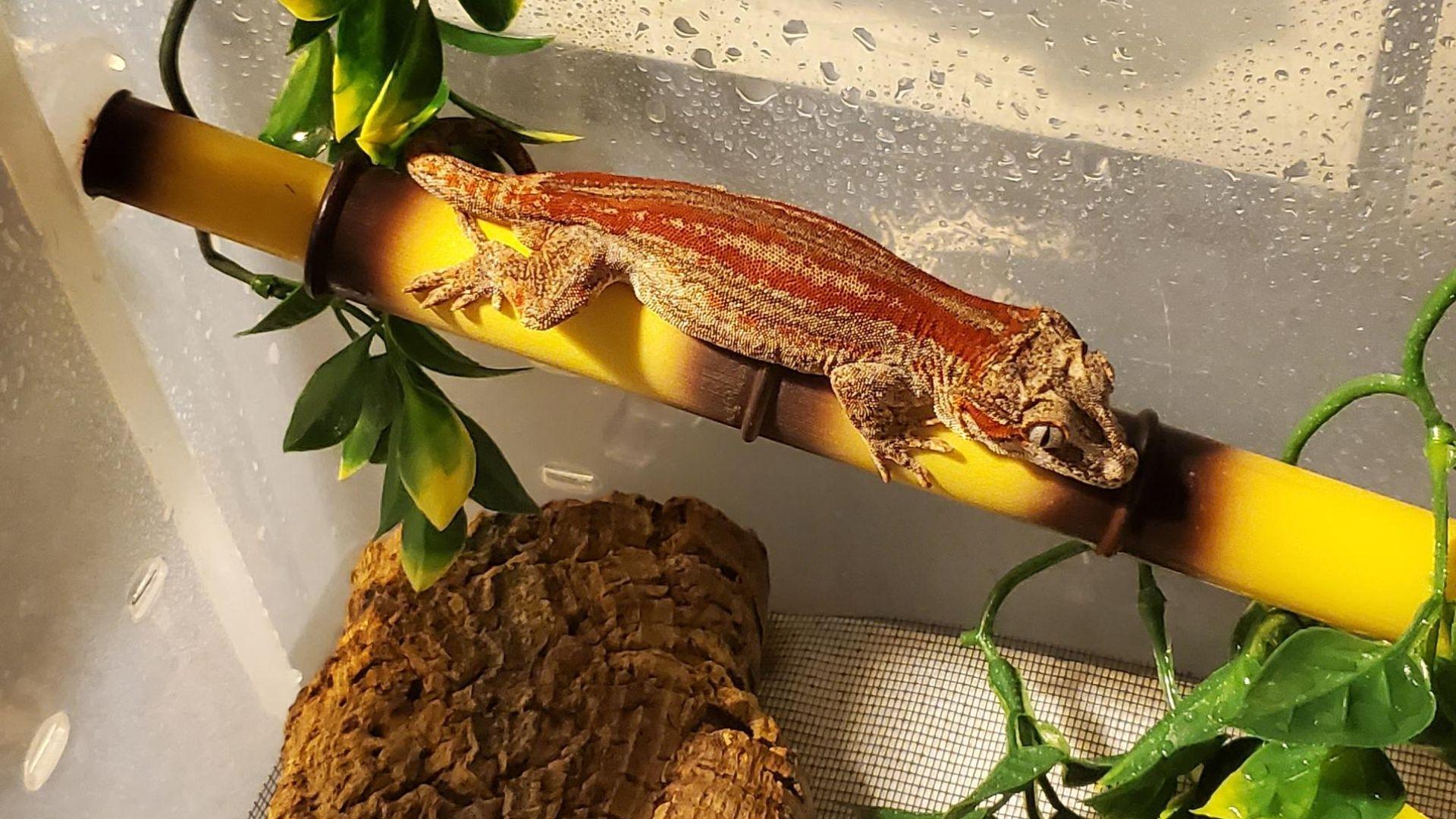 Are Gargoyle Geckos Good Pets? Pet Engineers