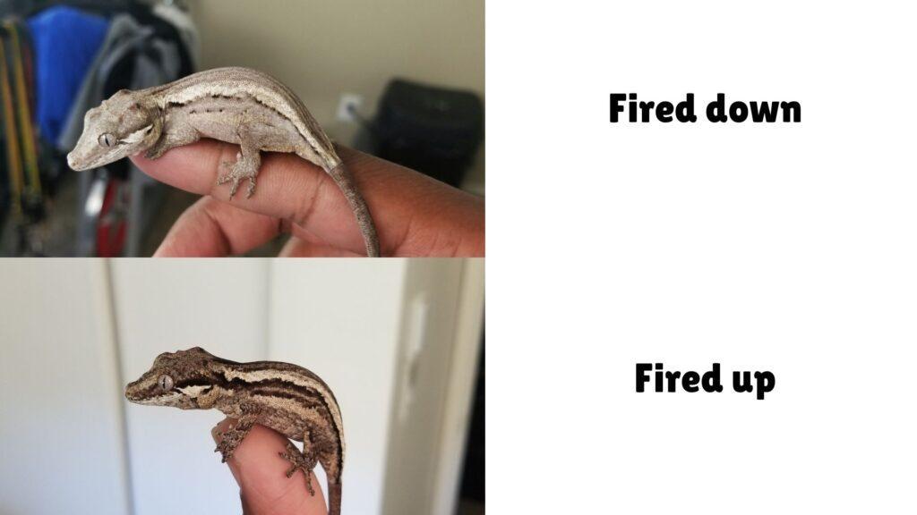fired up vs fired down gargoyle gecko (2)