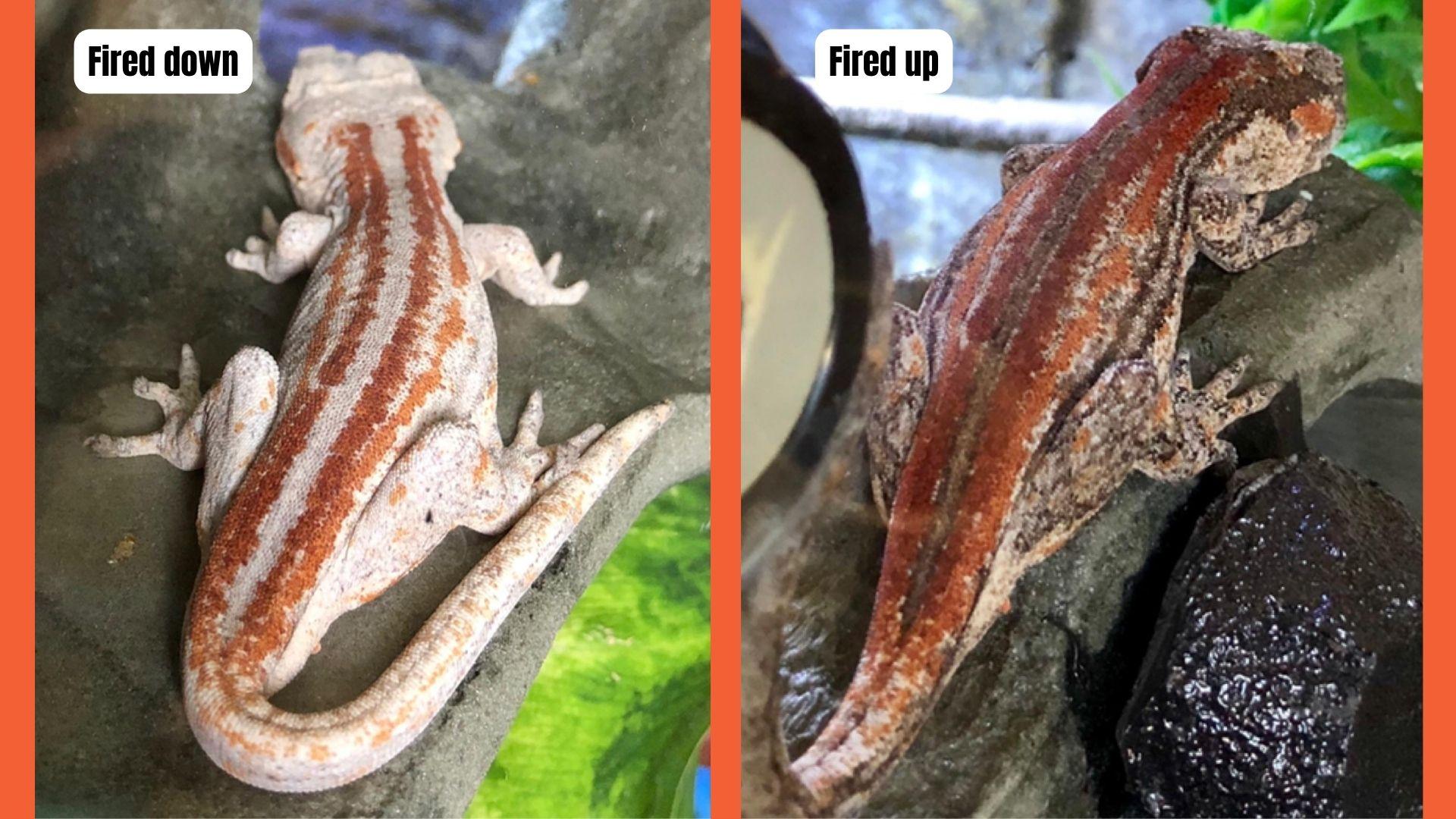 fired up vs fired down gargoyle gecko