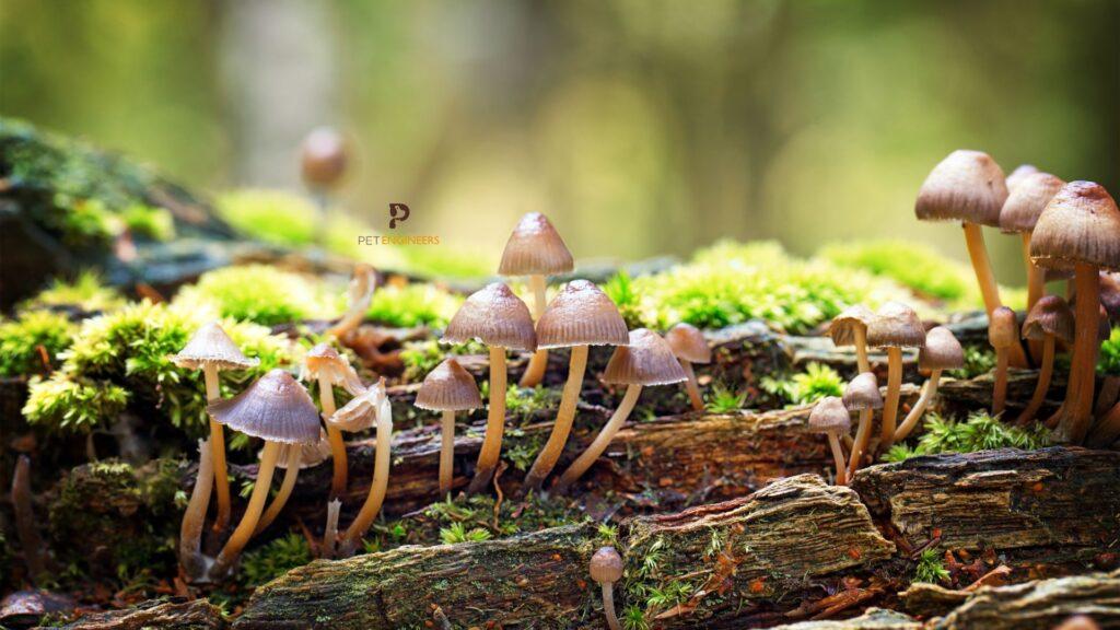 fungi