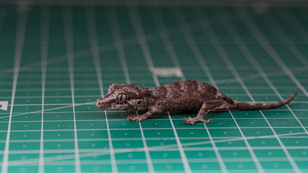 gargoyle gecko