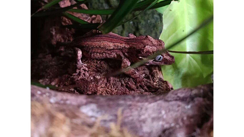 gargoyle gecko