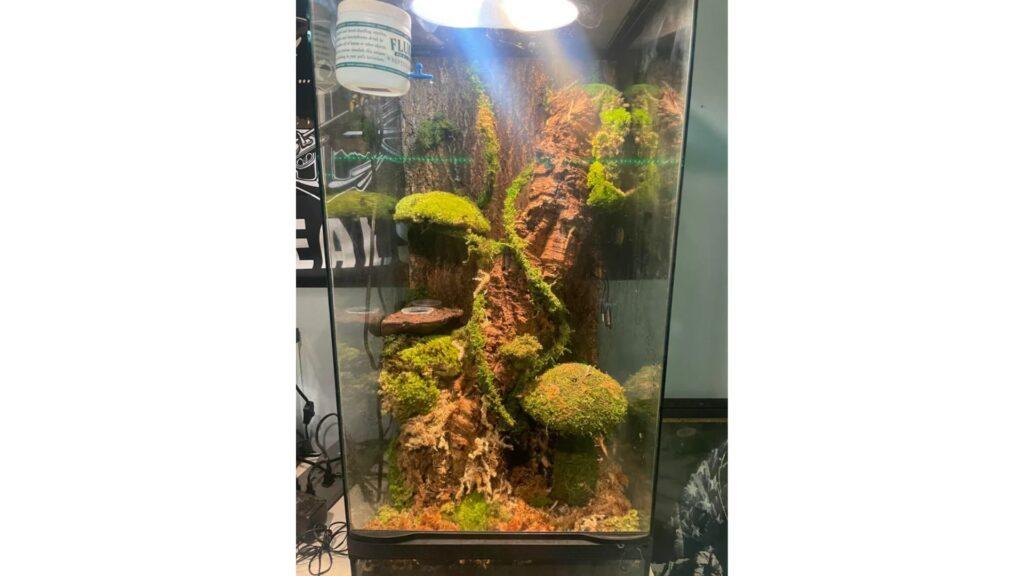 gargoyle gecko arboreal setup