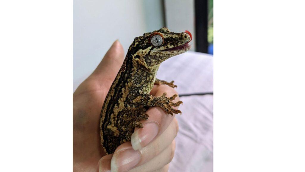 gargoyle gecko being held
