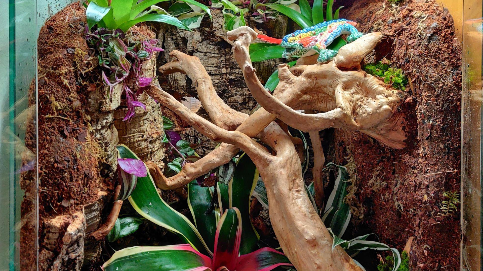 gargoyle gecko bioactive tank