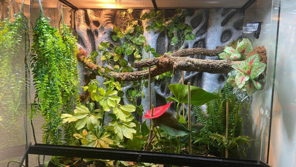 gargoyle gecko enclosure setup